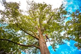 Best Tree Cabling and Bracing  in Groveland, FL