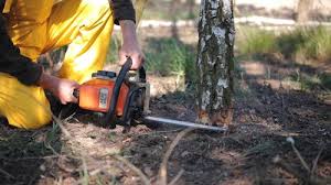 Best Tree Trimming and Pruning  in Groveland, FL