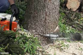 Best Hedge Trimming  in Groveland, FL