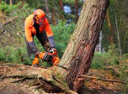 Best Tree Removal  in Groveland, FL