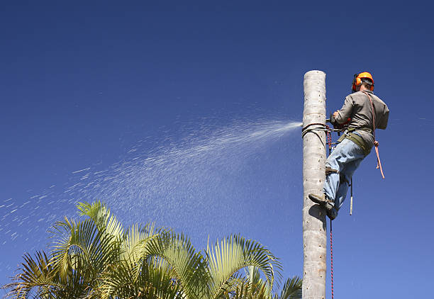 Best Leaf Removal  in Groveland, FL