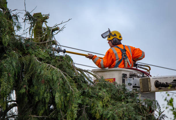 Best Root Management and Removal  in Groveland, FL