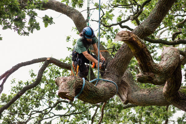 Best Palm Tree Trimming  in Groveland, FL