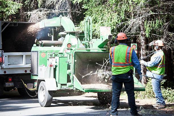 Best Utility Line Clearance  in Groveland, FL