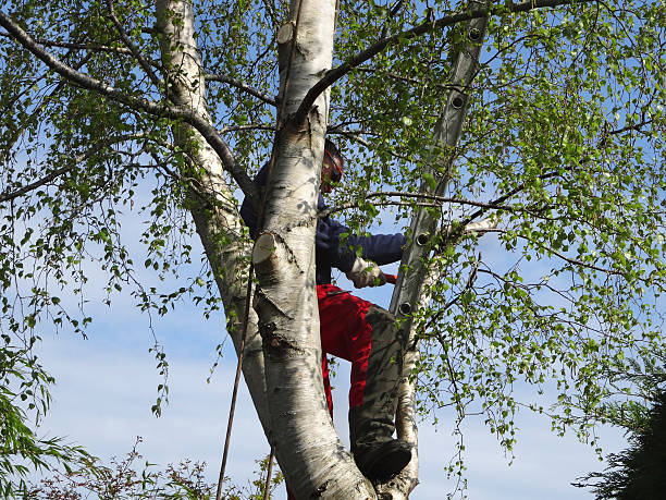 Professional Tree Care in Groveland, FL