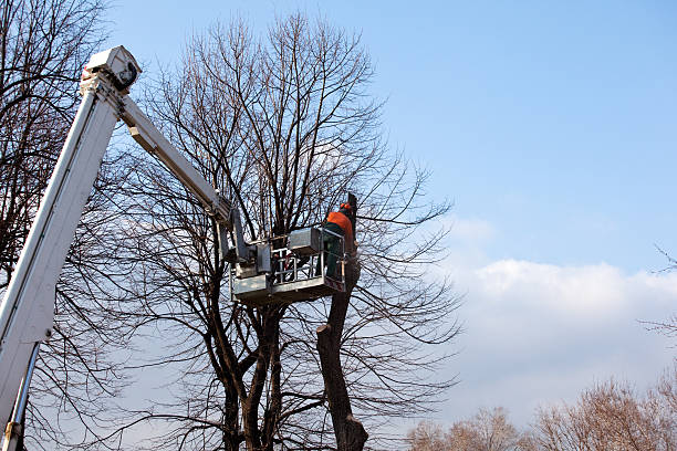 How Our Tree Care Process Works  in  Groveland, FL